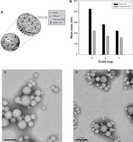 Figure 1 Physicochemical characterization of nanoplexes. (A) Schematic representation of the structure of nanoplexes, with a section of nanoplexes showing the full matrix obtained. (B) Modulation of mean nanoparticle size produced with 1.5% w/v of surfactants and different amounts of PLGA. (C) Transmission electron micrograph of formulation H. (D) Transmission electron micrograph of formulation S. Bar, 0.2 μm.Abbreviations: PLGA, poly(D,L-lactide-co-glycolide); pCMV-GFP, plasmid coding for the green fluorescent protein-cytomegalovirus.