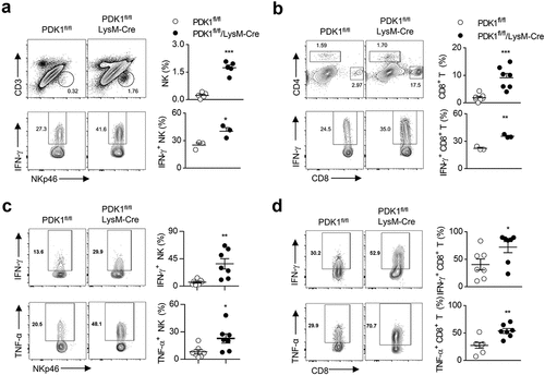 Figure 4. Deletion of PDK1 enhances anti-tumor immunity and enhances LPS-induced acute inflammation by enhancing NK cell activation.