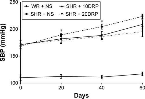 Figure 1 Comparison of SBP at different time points in each group (mean ± SEM, n=8 per group).Note: *P<0.05 compared with the WR + NS group.Abbreviations: SBP, systolic blood pressure; SEM, standard error of the mean; WR, Wistar rats; NS, normal saline; SHR, spontaneously hypertensive rats.