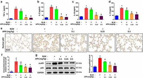 Figure 2. In vivo effects of APN on pulmonary inflammation. BALB/c mice were injected with BLM and different concentrations of APN. The concentrations of (a) TNF-α, (b) IL-6, (c) IL-1β, and (d) IL-18 in the lung tissues were measured by ELISA. (e) Immunohistochemical analysis of p65 and representative images were shown. (f) Quantitative level of nuclear p65 from immunohistochemical analysis. (g) The expression of p65 and its phosphorylation were measured by western blotting. n = 5. * p < 0.05 vs. nontreated group. ns, no significant, # p < 0.05 vs. BLM-treated group.