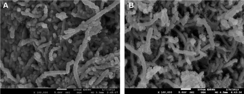 Figure 7 Field emission scanning electron microscopy photographs of oxidized multiwalled carbon nanotubes (A) and multiwalled carbon nanotubes loaded with betulinic acid (B).