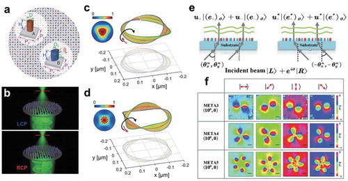 Figure 11. 3D optical polarization topologies enabled by all-dielectric metasurfaces. (a) Schematic diagram of all-dielectric metasurface for the construction of spin-controlled Möbius strip [Citation100]. (b)-(d) Retrieved polarization topological configurations at the focal plane, when LCP and RCP light illuminate the metasurface. (e) Schematic illustration of the coherent pixel polarization metaholography [Citation89]. (f) Experimental results of the Hopf link, trefoil and cinquefoil polarization knot profiles with different linearly polarized light illuminations. Figures reproduced from: (a)-(d) ref [Citation100]., copyright 2019, The Royal Society of Chemistry; (e)-(f) ref [Citation89]., copyright 2020, WILEY-VCH