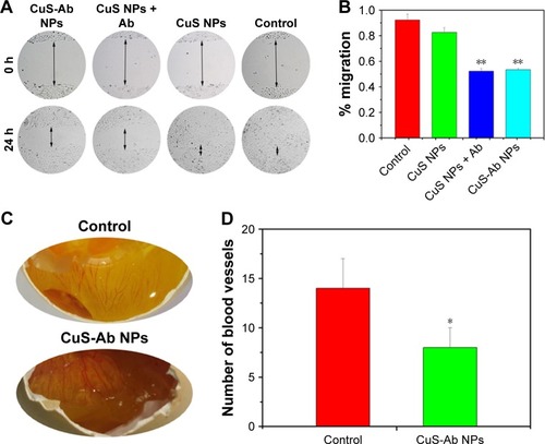 Figure 4 Scratch test and anti-angiogenesis effect in vitro.Notes: (A) Representative images of the scratch test after co-incubation of HUVECs with CuS NPs, CuS NPs + Ab and CuS-Ab NPs; control group: without treatment (magnification: 40× objective). (B) Semi-quantitative analysis of percentage migration. (C) Blood density of ECM after 1 week of treatment. (D) Semi-quantitative analysis of vessel density in ECM. *P<0.05, **P<0.01.Abbreviations: CuS NP, CuS nanoparticle; CuS-Ab NP, cetuximab-modified CuS NP; ECM, embryo chorioallantoic membrane; HUVEC, human umbilical vein endothelial cell.