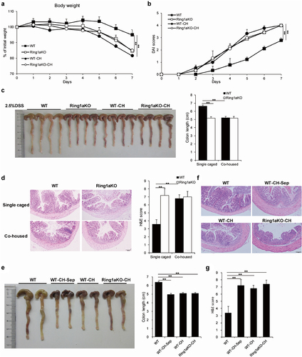 Figure 3. Exacerbation of colitis caused by Ring1a deficiency owing to intestinal microbiota that is transferable to co-housed WT mice.