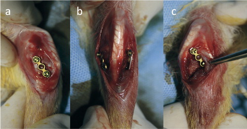 Figure 1. Intraoperative view of plate-screw application to the rabbit tibia. a. Medial view: orientation of the plate from proximal posterior to distal anterior. b. Anterior view. c. Lateral view: orientation of the plate from proximal anterior to distal posterior.