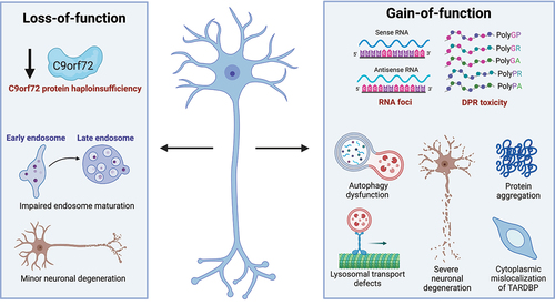 Figure 1. Overview of the phenotypes found in C9-patient and C9-KO MNs. (Right) Neuronal toxic gain-of-function mechanisms (RNA foci and/or dipeptide-repeat proteins [DPRs]) of the C9orf72 HRE result in autophagy dysfunction, lysosomal transport defects, protein aggregation, TARDBP mislocalization and a relatively high degree of MN degeneration. (Left) Neuronal loss of function of the C9orf72 protein mainly results in impairments of endosomal maturation and a lesser degree of neurodegeneration.