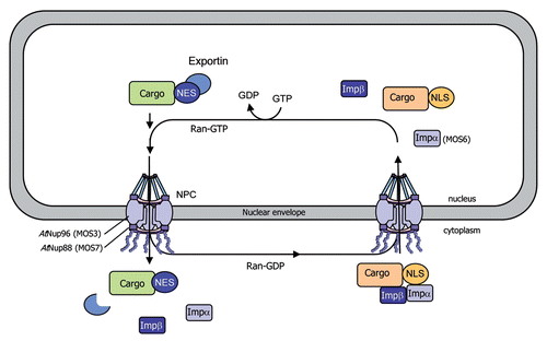 Figure 2 Model for nucleocytoplasmic transport of macromolecules through the nuclear pore complex. Cytoplasmic proteins with a nuclear localization signal (NLS) are translocated into the nucleus through nuclear pore complexes (NPCs), which are composed of nucleoporins (Nups) and span the double membrane of the nuclear envelope. The NLS in cargo proteins is recognized and bound by importin receptors (importin α and β) promoting their transport across the NPC, via the importin β-mediated interaction with Nups. The Ras-related nuclear (Ran) protein provides the directionality of transport via its binding to GDP (cytoplasmic side) or GTP (nuclear side). Export receptors (exportins) recognize nuclear export signals (NES) in cargo proteins and promote their nuclear export to the cytoplasm. Mutations in AtNup96 (MOS3), AtNup88 (MOS7) and importin α3 (MOS6) have been shown to impair the nuclear transport of immunity components, resulting in altered defense responses.