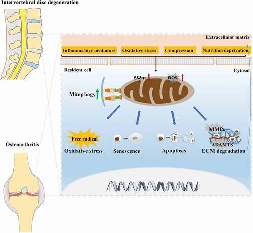 Figure 2. The similar pathological processes between IVDD and OA, and the role of mitophagy in the pathogenesis of IVDD and OA. There exist similar pathological processes between IVDD and OA in term of mitochondria dysfunction, oxidative stress, senescence, cell apoptosis, and ECM degradation of cartilage-resident cells including NP cells and chondrocytes. During the development of IVDD and OA, mitophagy is activated to clear dysfunctional mitochondria and involved in these pathological processes