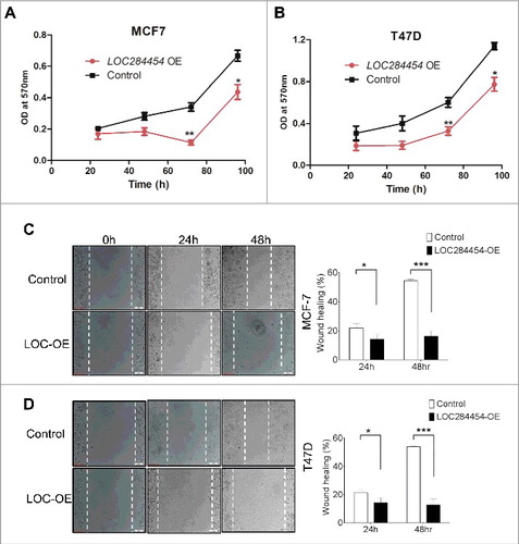 Figure 8. Effect of LOC284454 overexpression on proliferation and cell migration of breast cancer cells. (A) and (B). Cell proliferation assays depicting the change in proliferation of MCF7 and T47D cells. Proliferation was measured in terms of OD at 570nm. LOC284454 overexpressed cells showed reduced proliferation 72h post transfection. The data are expressed as the mean ± S.D from three replicates. *- p-value ≤0.05; **- p-value ≤0.01. (C) and (D). Wound healing assays were carried out in the presence of Mitomycin C in LOC284454 overexpressed MCF7 and T47D cells. After 24h of post transfection, cells were exposed to 10µg/ml of MMC and cell monolayer was scratched with a sterile pipette tip. Phase-contrast microscopic images were taken at the indicated time points. The difference in migration upon LOC284454 overexpression in MCF7 and T47D cells are calculated. The data are expressed as the mean ± S.D from three replicates. *-p<0.05, ***-p<0.0001, paired two tailed t test.