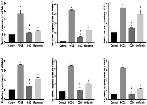 Figure 9. Effect of CDD on the m6A gene in the peripheral blood of PCOS rats. The expression of m6A genes including Mettl3, Mettl14, Fto, Alkbh5, Ythdf1, and Ythdf2. Data are shown as means ± SD (n =10), and data between multiple groups were compared by one-way ANOVA. Compared with the normal group, *p < 0.05; compared with the PCOS group, △p < 0.05; compared with the metformin group, #p < 0.05.