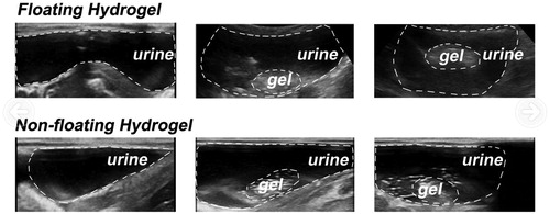 Figure 6. Process of intravesical injection of floating hydrogel into the rabbit bladder (detected by ultrasound). The white dashed curves in the pictures represented the rabbit bladder wall. The white dashed circles represented gels in rabbit bladder.