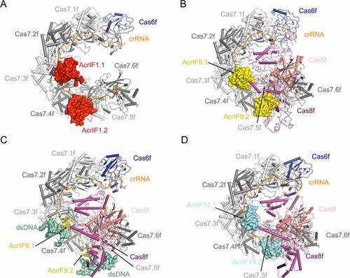 Figure 3. Overall structures of Csy complexed with AcrIF1, AcrIF9 and AcrIF14