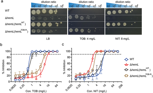 Figure 2. S. Typhimurium ΔhemL mutant confers resistance to TOB and sensitivity to NIT.