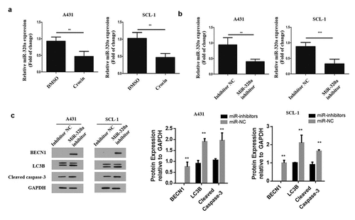 Figure 4. MiR-320a mediates autophagy and the apoptotic effects of crocin on cSCC cells. (a) MiR-320a expression in both cell lines following crocin treatment. (b) MiR-320a expression following transfection. (c) Western blots for BECN1, LC3B and cleaved caspase-3. **P < 0.01, ***P < 0.001 versus the control group