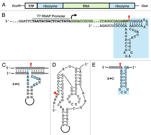 Figure 1. Design of RNA–ribozyme constructs. The target RNA (green), with optional up- and downstream ribozymes, is cloned with the T7 RNA promoter (T7P) between EcoRI and XbaI sites of a high-copy plasmid (A). After linearization with XbaI, transcription by the T7 RNAP begins at +1 site (marked with an arrow). The synthesized RNA (highlighted in green) includes the hammerhead ribozyme (highlighted in blue) fused at the 3′-end; cleavage occurs after the GUC triplet (bold) indicated with a red arrowhead (B). The hammerhead ribozyme is easily adapted and fused to any RNA either at the 5′- or 3′-end (C). Alternatively, the HDV-ribozyme (D) or the recognition stem-loop of the VS-ribozyme may be fused to the 3′-end (E). Cleavage sites are marked with red arrowheads. In the case of the VS recognition stem-loop, cleavage occurs by addition of the VS-ribozyme in trans.