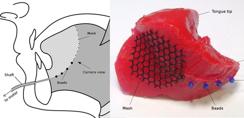 Figure 5. The attachment and force distribution mesh for the middle part of the genioglossus as it is put into place during the production process. Glass beads are embedded to prevent the filaments from cutting into the silicone body. The sketch on the left hand side clarifies the camera viewpoint as well as the tongue part depicted.