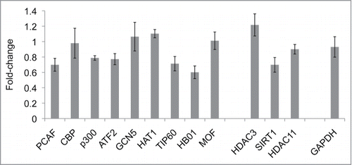 Figure 5. HAT/HDAC gene expression levels in vector-control D54MG cells versus IRF1 overexpressing D54MG cells. The qRT-PCR results (n = 5 pairs) from IRF1 overexpressing cells were normalized to the vector-control cells and expressed as fold-change differences. An imbalance of HATs and HDACs gene expression that would promote the H4 hyperacetylation observed in the IRF1 over-expressing D54MG cells was not found.