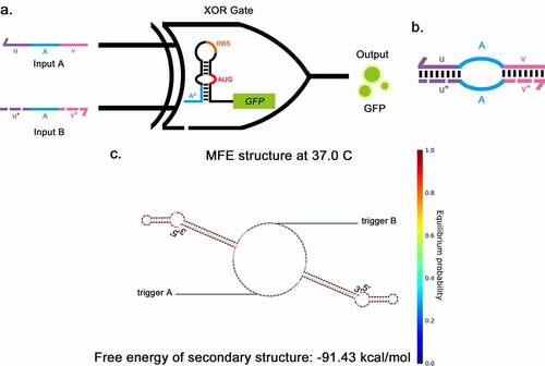 Figure 4. Two-input toehold XOR gate a, The structural schematic of the XOR gate. The structure of the XOR gate consists of a toehold switch and two triggers, The two inputs (a and b) are the triggers for the toehold switch, sharing a common core sequence (a) that allows them to pair with the toehold domain (A*), thus disassembling the stem-loop structure. GFP is applied as the output. b, The structural schematic of the pairing between two input triggers in the XOR gate. The complementary domain of input A (u, v) and input B (u*, v*) can pair specifically pair with each other, forming a ring in the middle. c, The secondary structure of triggers of XOR gate when they pair with each other as predicted by NUPACK.