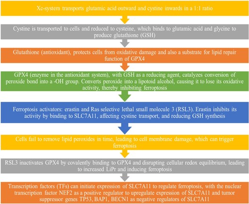 Figure 2. Cystine/glutamic acid-mediated ferroptosis pathway.