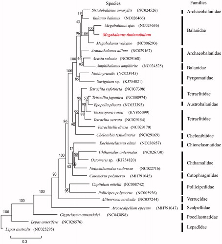 Figure 1. Phylogenetic tree of Megabalanus tintinnabulum and other mitochondrial genomes from Cirripedia based on mitochondrial PCGs.