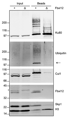 Figure 4. Fbxl12 is required for SCF interaction with DSBs and Ku80 ubiquitylation. Fbxl12 was immunodepleted from egg extracts, which were then incubated with SB-DNA beads. Interacting proteins were analyzed by immunoblot. The arrow points to a Nedd8-conjugated Cul1, which can be detected by anti-ubiquitin antibody. A likely cross-reacting band, which is not depleted by anti-Fbxl12 antibodies, is indicated with an asterisk.