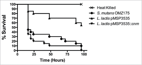 Figure 6. Cnm contributes to virulence in the G. mellonella systemic infection model. The Kaplan-Meier curves indicate the percent survival at selected intervals of larvae infected with S. mutans OMZ175 and L. lactis strains for 96 h. The mortality rates of G. mellonella were significantly higher in larvae infected with Cnm+ L. lactis compared to those infected with the wild-type NZ9800 harboring the empty vector control (pMSP3535) (P < 0.05).