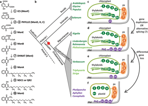 Figure 1. Evolution of phylloquinone biosynthetic pathways