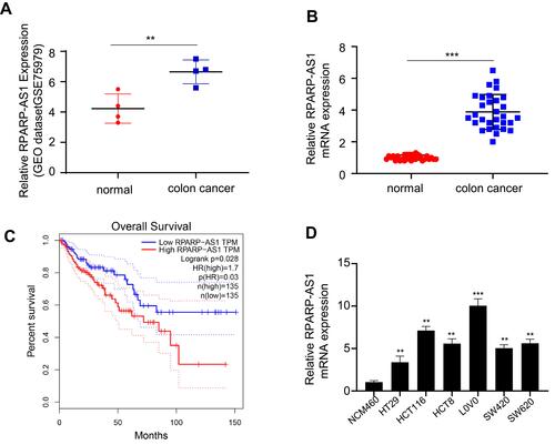 Figure 1 RPARP-AS1 was highly expressed in colon cancer with poor prognosis. (A) RPARP-AS1 expression in colon cancer was significantly higher than that in the adjacent tissues from GSE75970 (P-value < 0.01). (B) RPARP-AS1 expression in colon cancer than that in the adjacent tissues from clinical samples (P-value < 0.001). (C) GEPIA analysis of TCGA database found that patients with high expression of RPARP-AS1 had poor prognosis (P-value < 0.05). (D) RPARP-AS1 expression in all colon cancer cell lines (HT29, HCT116, hct8, LoVo, sw420, SW620) was higher than that in control group cell line (NCM460) (**P-value < 0.01; ***P-value < 0.001).