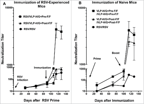 Figure 3. Neutralization titers in sera from RSV-experienced or naïve animals. Panel A shows neutralization titers in pooled sera after a single immunization with VLPs of RSV previously infected animals. At day 128, the difference between results of VLP-H/G+Pre-F/F immunization and VLP-H/G+Post-F/F immunization was significant with a p value of 0.0009. The difference between VLP-H/G+Pre-F/F and RSV immunization was significant with a p value of 0.0005. Difference between VLP-H/G+Post-F/F and RSV immunization was not significant. All results are the average of 4 separate determinations with mean and standard deviation shown. Panel B shows neutralization titers in pooled sera after a prime and after a boost of naïve animals with VLPs or RSV. At day 71, p values for the difference between results of immunization with VLP-H/G+Pre-F/F and VLP-H/G+Post-F/F was 0.0005 and for the difference between VLP-H/G+Pre-F/F and RSV was 0.0030. The difference between VLP-H/G+Post-F/F and RSV was not significant. At day 128, the difference between results of VLP-H/G+Pre-F/F immunization and VLP-H/G+Post-F/F immunization was not significant. The p values for difference between VLP-H/G+Pre-F/F and RSV immunization was 0.035 and for the difference between VLP-H/G+Post-F/F and RSV immunization was 0.0012. Results are the average of 3 separate determinations with mean and standard deviation shown.