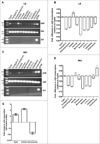 Figure 3. tcf is differentially expressed in various Salmonella serovars. Reverse transcription PCR was applied to examine the expression of tcfA in serovars Typhi, Paratyphi A, Schwarzengrund, Infantis, Virchow, Montevideo, Bredeney, 9,12:l,v:-, Heidelberg and Choleraesuis. Total RNA was extracted from Salmonella cultures grown aerobically to the mid-late logarithmic phase (OD600 0.5- 1) in LB (A and B) or in M63 minimal medium (pH 7) (C and D). Semi-quantitative reverse transcription PCR (A and C) and real-time reverse transcription PCR (B and D) were used to determine differences in tcfA transcription (normalized to 16S rRNA). 200 ng of RNA were used for cDNA synthesis and equal amounts of cDNA (3 µl) were included as a template for PCR amplification using primers specific to tcfA and 16S rRNA. Salmonella RNA without a reverse transcriptase stage (-RT) was used as negative control and gDNA from S. Infantis was used as a positive control for the PCR reactions. (E) qRT-PCR was applied to determine the fold change in tcfA transcription (normalized to 16S rRNA) in S. Typhi, S. Infantis and S. Choleraesuis, while growing aerobically to the mid-late logarithmic phase in M63 minimal medium relative to its expression in LB. One way ANOVA with Dunnett's Multiple Comparison Test were performed to determine statistical significance. ns, not significant; ###, P < 0.001