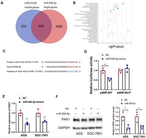 Figure 5 PAK1 is a target gene of miR-506-5p in gastric cancer cells. (A) The intersection of LINC01232 related genes and miR-506-5p target genes was selected by GEPIA and Targetscan. (B) The genes of intersection from results (A) was used to perform KEGG analysis using KOBAS. (C) The binding sites were predicted using TargetScan and was mutated. (D) The luciferase activity of 293T cells transfected with miR-506-5p mimics and pMIR-PAK1-WT vector or pMIR-PAK1-MUT was analyzed by luciferase reporter assays, *P<0.05. (E) The effect of miR-506-5p mimics on the expression of PAK1 mRNA was detected using qRT-PCR, **P<0.01. (F) The effect of miR-506-5p mimics on the expression of PAK1 protein was detected using Western blotting, *P<0.05.