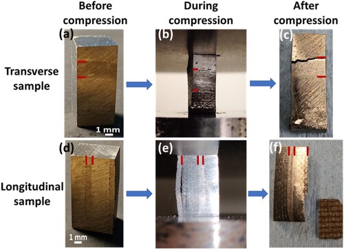 Figure 10. The DED processed Ti6Al4V-W7Ni3Fe bimetallic layered specimens for the compression tests (a) transverse sample (before compression testing); (b) transverse sample (during compression testing); (c) transverse sample (after compression testing); (d) longitudinal sample (before compression testing); (e) longitudinal sample (during compression testing); (f) longitudinal sample (after compression testing). The red lines denote the visible interfaces on the samples.