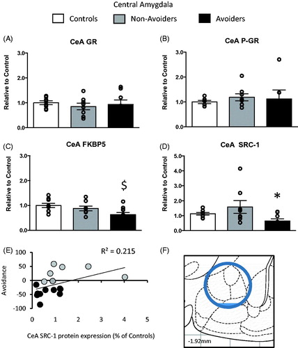 Figure 4. Changes in glucocorticoid receptor (GR) machinery protein content in the central amygdala (CeA; anterior/posterior (AP): −1.92 mm, medial/lateral (ML): 4.4 mm, dorsal/ventral (DV): 8.2 mm). (A) Total GR protein content (% of controls). (B) pGR protein content (expressed as a ratio of pGR/GR). (C) FK506 binding protein 51 (FKBP51) protein content (% of controls). (D) Steroid receptor co-activator (SRC)-1 protein content (% of controls) measured 48 h post-odor exposure in the CeA of controls (white bars; n = 6), Non-Avoiders (gray bars; n = 8) and Avoiders (black bars; n = 7). (E) Scatter plot for individual rats (Avoider, black dots and Non-Avoider, gray-filled circles; Experiment 2) shows a change in preference for predator-paired context versus CeA SRC-1 protein expression 48 h post-stress. Rats that exhibited high avoidance of the predator-paired context 24 h post-odor exposure tend to have lower CeA SRC-1 expression 48 h post-stress (p = 0.06). (F) Schematic representation of CeA punch dissection (Paxinos & Watson, Citation1997). Data are presented as mean ± SEM and analyzed using a one-way ANOVA. $indicates p < 0.05 versus control rats. *indicates p < 0.05 versus Non-Avoiders. A post hoc analysis performed by Student Newman–Keuls.