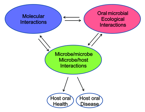 Figure 2. Interactions of the oral microbiome and its relationships with oral health and disease. Different interactions involved in the oral microbiome. Changes in microbial diversity depend on different interactions. Molecular interactions are interactions of bacterial intercellular molecules (DNAs, RNAs, proteins, and metabolites). Microbe/microbe, microbe/host interactions are biological interactions among different organisms in the oral cavity. Microbial ecological interactions are the relationships between microorganisms and the oral environment.