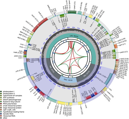 Figure 2. Schematic map of the chloroplast genome of Swertia divaricata generated using CPGview. From center outwards, first circle shows distributed repeats connected with red (forward direction) and green (reverse direction) arcs. Second circle shows tandem repeats marked with short bars. Third circle shows microsatellite sequences as short bars. Forth circle shows sizes of LSC: long single copy, SSC: short single copy regions and inverted repeat (IRa and IRb) region. Fifth circle shows GC contents along the genome. Sixth circle shows genes marked with different colors according to their functional groups.