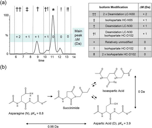 Figure 2. Trastuzumab charge heterogeneity is highly influenced by asparagine deamidation and aspartic acid isomerization. (a) The chromatogram resulting from our CVMS method is highly similar to the trastuzumab charge variant profile previously reported by Harris et al. showing amino acid site-specific charge variant peak assignments based on fractionation and peptide mapping data.Citation23 Delta masses are plotted for the seven major peaks. (b) Pathway for asparagine deamidation and aspartic acid isomerization. Deamidation of asparagine to aspartic acid results in a mass difference of +0.98 Da and changes the local pKa from basic (8.8) to acidic (3.9) and results in earlier elution by cation exchange separation. Isomerization of aspartic acid results in zero mass change and does not directly result in any predictable change to pI.