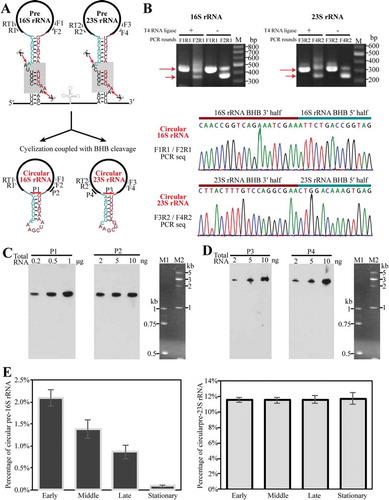 Figure 3. Determination of the presence and percentages of circular pre-rRNA intermediates in total cellular rRNA pool. (a) Schematic shows the predicted circularization coupled with EndA cleaving at BHB motifs (grey shaded boxes, upper panel) to separate pre-16S and pre-23S rRNA from the polycistronic transcript; the spliced products are presumably ligated by RtcB as circular pre-rRNA intermediates (lower panel). Thick black lines indicate mature rRNAs. Thin dark cyan and red lines indicate the precursor sequences from BHB 5′ splice site to the mature 5′ end of 16S or 23S rRNA and that from the mature 3′ end of 16S or 23S rRNA to BHB 3′ splice site, respectively. Same labels are also used in the following figures. (b) Detection of the circular pre-16S and pre-23S rRNA intermediates using ligation-omitted cRT-PCR as described in Materials and methods. The PCR primer pairs are shown in (A), the nested PCR products on cDNA templates that are reverse-transcribed from total RNA with (+) or without (−) T4 RNA ligase pretreatment were detected on a 2% agarose gel (upper panel). Longer and shorter arrows specify the products of the first and second round of PCR, respectively. The lower panels show the DNA sequencing results of the PCR products with an inverted ligation between the 3′ half and 5′ half of 16S and 23S rRNA BHBs. (c–d) Northern blot detected the circular pre-16S (c) and pre-23S rRNA intermediate (d) (left panel) and total cellular 16S or 23S rRNA (right panel) using different probes that spanned the junction region or targeted the mature ends of rRNAs. Locations of the probes are shown in (A). Total RNA contents used are indicated at the top of panel. M1 and M2 indicated ssRNA size markers. (E–F) qRT-PCR determined the percentages of circular pre-rRNA intermediates in the total pool using primers matching the precursor and mature sequences. Percentages of the circular pre-rRNA intermediates in the total were determined at the early, middle, late and stationary cultures. All of the data were calculated from three independent measurements and standard deviations are shown.