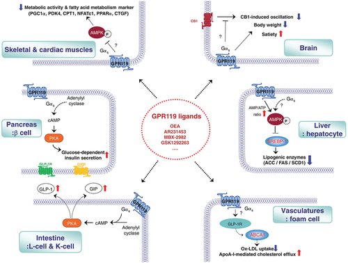 Figure 1. GPR119 signaling pathways in various tissues