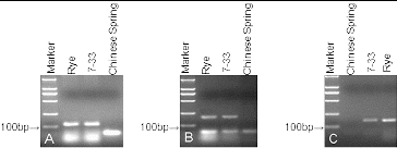 Figure 2. Agarose gel electrophoresis of the microsatellite markers SCM120 (A), SCM138 (B), and SCM268 (C) in lines 7-33, rye, and Chinese Spring wheat, indicating the presence of 5RL and 5RS. Marker DNA ladder 2000 (100 bp, 250 bp, 500 bp, 750 bp, 1000 bp, 2000 bp).