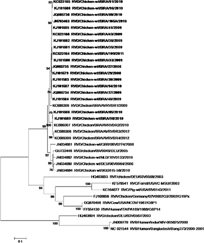 Figure 3. Dendrogram of the partial sequences of the VP6 gene obtained from the 18 samples collected in the northern Brazilian state of Pará between 2008 and 2011. The bootstrap values (2000 pseudoreplicates) are given at the respective nodes. The sequences marked in bold were obtained in this study.