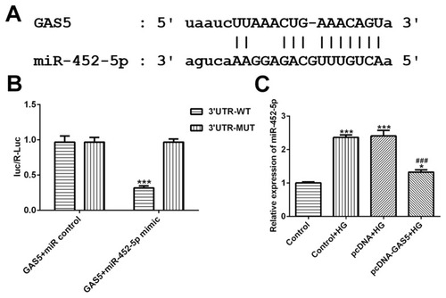 Figure 4 GAS5 directly targets miR-452-5p. (A) The putative target sequence for GAS5 on the 3ʹ-UTR of miR-452-5p. (B) Fluorescence activity was decreased when GAS5 combined with 3ʹ-UTR of miR-452-5p. ***P<0.001 vs E2F2+miR-NC group. (C) HG induction up-regulated the miR-452-5p expression and GAS5 overexpression decreased miR-452-5p expression in HG-induced HK-2 cells. *P<0.05 and ***P<0.001 vs control group. ###P<0.001 vs control+HG group.