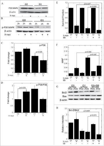 Figure 5. Phosphorylated P38 MAPK increases the radioresistance of G0 cells. (A) The expression of P38 MAPK. (B) The expression of phosphorylated P38 MAPK. (C, D) Grayscale analyses of P38 MAPK (C) and phosphorylated P38 MAPK (D). (E) Survival of cells treated with IR with or without SB203580. (F) The amount of micronuclei in cells treated with IR with or without SB203580. (G) Bcl−2 and Bax expression when the cells were treated with IR with or without SB203580. (H) Grayscale analysis of Bcl−2 and Bax when the cells were treated with IR with or without SB203580. Error bars denote the mean ± SE derived from 3 independent experiments.