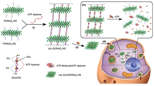 Figure 6. Stimuli-Responsive anti-cancer drug delivery system is formed by layer-by-layer self-assembly of MoS2 nanosheets. Schematic illustration of formation of multilayer Dox/D2/MoS2-NS and their intracellular Dox release process. (I) ATP-aptamer-induced LbL assembly; (II) Dox loading in multilayer nanostructures; (III) in vitro treatment of Dox/D2/MoS2-NS; (IV) cell uptake through endocytosis; (V) endosomal/lysosomal escape; (VI) ATP-induced Dox release in the cytosol. Reproduced with permission [Citation180] 2017, American Chemical Society.