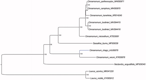 Figure 1. The ML phylogenetic tree for C. chago based on other 11 species (7 in Cinnamomum, 1 in Nectandra, 1 in Sassafras and 2 in Laurus) plastid genomes.