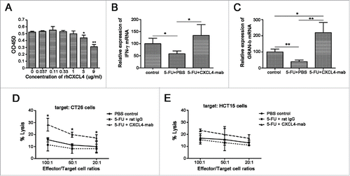 Figure 5. CXCL4-mab promotes anti-tumor immunity in tumor-bearing mice treated with 5-FU. (A) CXCL4 inhibited the T lymphocytes proliferation in vitro. Lymphocytes were isolated from the mouse spleen and incubation with ConA (5 μg/ml) and various concentrations of rhCXCL4. *P < 0.05, **P < 0.01. (B, C) CXCL4-mab increased the local expression of IFN-γ and Gran-b in 5-FU-treated CT26-bearing mice. Mice were inoculated with 1×106 CT26 cells, and when the tumor size was about 400 mm3, CXCL4-mab (1 mg/kg) or rat IgG control (1 mg/kg) were injected after 5-FU (150 mg/kg) administration. 4 d later, mice were sacrificed, and tumor tissues were removed for gene expression analysis using RT-PCR. n = 3 mice per group. *P < 0.05, **P < 0.01. (D, E) CXCL4-mab promoted the tumor-specific cytotoxicity of CTLs in 5-FU-treated CT26-bearing mice. CTLs were prepared, and the cytotoxicity of LDH assay was performed against the specific target of CT26 cells (D) and the negative control target of HCT15 cells (Materials and Methods). All data are presented as the mean ± SEM from triplicate wells from a representative experiment that was repeated with similar results. *P < 0.05 vs. 5-FU treated control group.