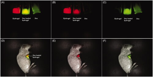 Figure 3. Multispectral fluorescence imaging of mixed fluorescence of the drug and the hydrogel with green and red ((A) Mixed fluorescence of the drug and the hydrogel in vitro; (B) Unmixed fluorescence of the hydrogel in vitro, (C) Unmixed fluorescence of the drug in vitro; (D) Mixed fluorescence of the drug and the hydrogel in vivo; (E)) Unmixed fluorescence of the hydrogel in vivo, and (F) Unmixed fluorescence of the drug in vivo).