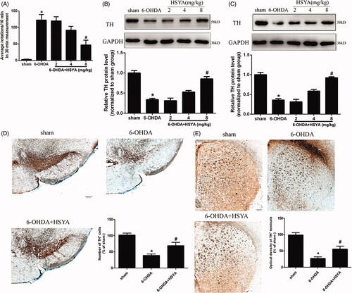 Figure 2. Neuroprotective effects of HSYA in PD mice model. Mice were injected with 6-OHDA into the right striatum in the absence or presence of HSYA at 2, 4, and 8 mg/kg, respectively. (A) APO-induced rotation was measured as the average circle number per 10 min for a period of 30 min following subcutaneous APO injection (n = 15 in each group). (B and C) Western blotting was performed to evaluate the expression of TH protein in the SN (B) and STR (C) (n = 5 in each group). (D and E) Brain tissue sections were immunohistochemically stained for TH in both the SN (D) and STR (E). The graph bars show the number of TH-positive neurons in the SN (D) and the optical density of TH positive terminals in the STR (E). The data are presented as the means ± S.E.M (n = 5 in each group). *p < 0.05 vs. sham group; #p < 0.05 vs. 6-OHDA group.