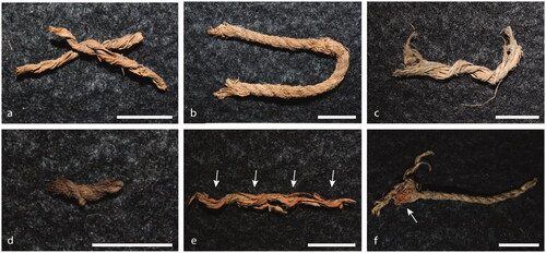 Figure 6. String fragments made from plant fibre excavated from Riwi: (a) Riwi 2; (b) Riwi 3; (c) Riwi 5; (d) Riwi 6; (e) Riwi 7 (arrows indicate location of ochre); and (f) Riwi 8 (arrow indicates location of ochre). The bar scale is one centimetre in all photos.
