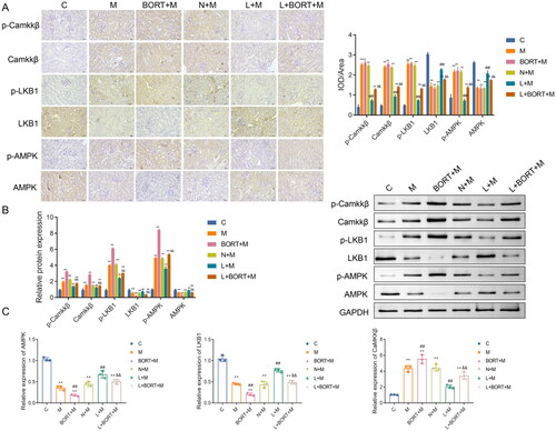 Figure 5. Liraglutide suppresses the CaMKKβ/AMPK signaling pathway in kidney tissue of high-fat diet-induced mice. The protein levels of p-CaMKKβ/CaMKKβ, p-LKB1/LKB1, and p-AMPK/AMPK in mouse kidney tissues were detected by IHC (A) and western blot (B), respectively (n = 3). (C) The mRNA levels of CaMKKβ, LKB1, and AMPK in mouse kidney tissues were detected by RT-qPCR (n = 6). **p < .01 vs. C group, ##p < .01 vs. N + M group, &&p < .01 vs. L + M group. Scale bar = 20 μm. CaMKKβ: calmodulin-dependent protein kinase kinase beta; LKB1: anti-liver kinase B1; AMPK: AMP-activated protein kinase; IHC: immunohistochemistry; RT-qPCR: real-time quantitative PCR.
