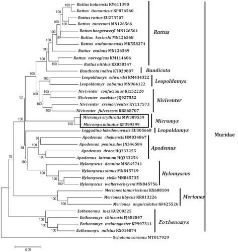 Figure 1. Phylogenetic tree generated using the Maximum Likelihood method based on complete mitochondrial genomes. Rattus andamanensis (MK558274), Rattus nitidus (KX058347), Rattus rattus (EU273707), Rattus norvegicus (KM114606), Rattus tiomanicus (KP876560), Rattus exulans (MN126569), Rattus korinchi (MN126568), Rattus tanezumi (MN126566), Rattus hoogerwerfi (MN126561), Rattus baluensis (KY611390), Niviventer fulvescens (KR868707), Niviventer confucianus (KJ152220), Niviventer excelsior (JQ927552), Niviventer cremoriventer (KY117573), Bandicota indica (KT029807), Hylomyscus denniae (MN845741), Hylomyscus walterverheyeni (MN845756), Hylomyscus stella (MN845735), Hylomyscus simus (MN845719), Leopoldamys edwardsi (KM434322), Leopoldamys sabanus (MN964122), Apodemus peninsulae (JN546584), Apodemus latronum (HQ333256), Apodemus draco (HQ333255), Apodemus chejuensis (HM034867), Micromys minutus (KP399599), Micromys erythrotis (MW389539), Eothenomys miletus (KX014874), Eothenomys melanogaster (KP997311), Eothenomys chinensis (FJ483847), Eothenomys inez (KU200225), Leggadina lakedownensis (EU305668), Meriones tamariscinus (KX688104), Meriones libycus (KR013226), Meriones unguiculatus (KF425526). The out group is Ochotona coreana (MT017929).